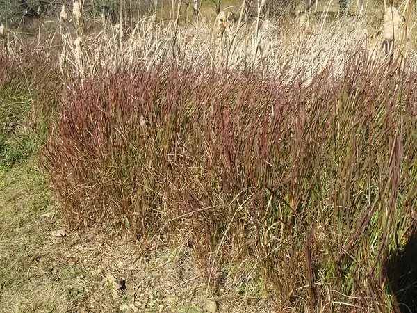 Фото Andropogon virginicus (Andropogon virginicuss)