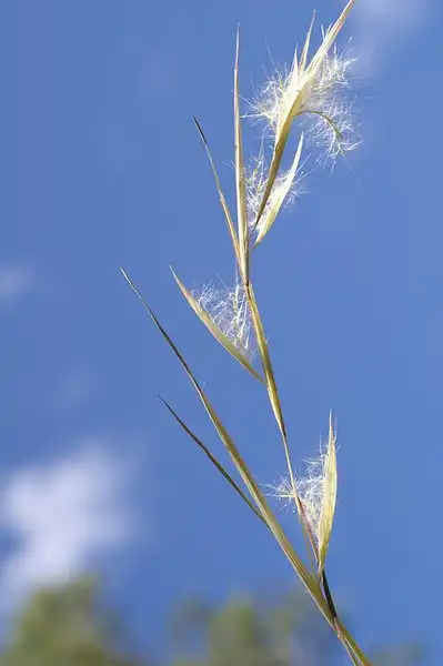 Фото Andropogon virginicus (Andropogon virginicuss)