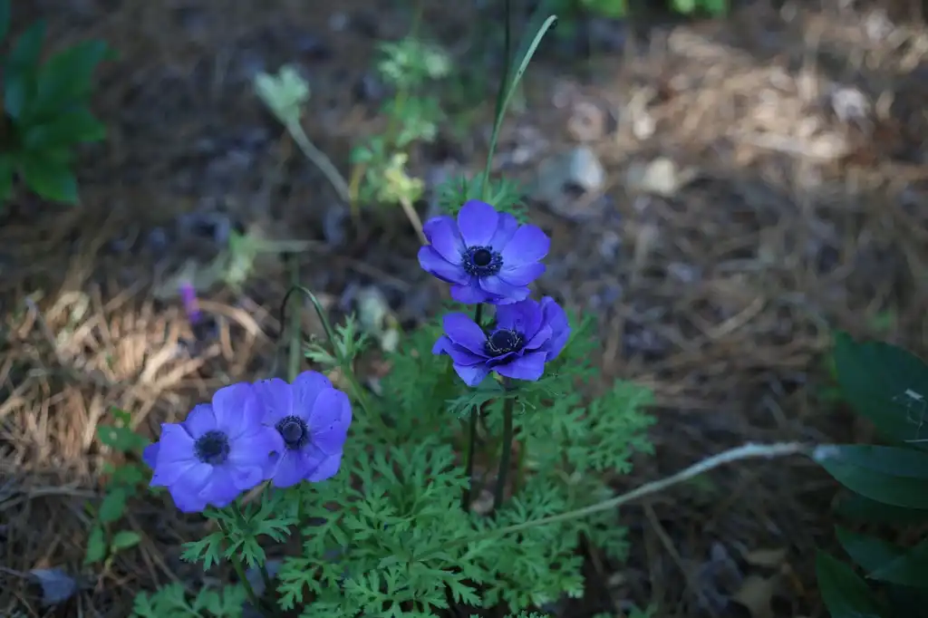 Фото Anemone coronaria (Anemone coronarias)