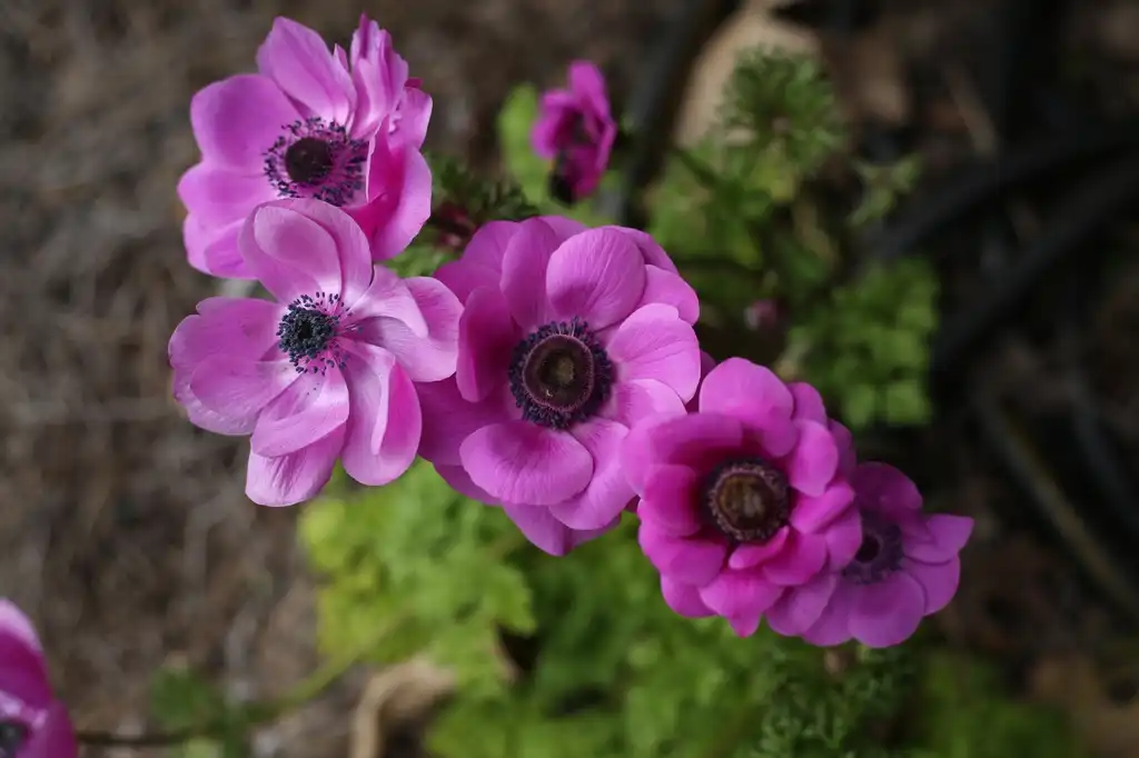Фото Anemone coronaria (Anemone coronarias)