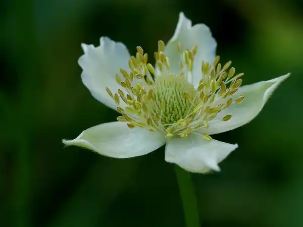 Foto de Anemone virginiana (Anemone virginianas)