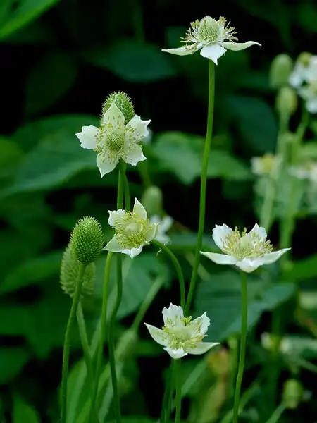 Foto de Anemone virginiana (Anemone virginianas)