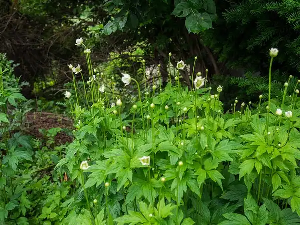 Foto de Anemone virginiana - Anemone virginiana:F. D. Richards