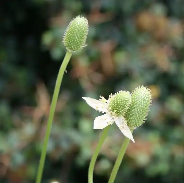 Foto de Anemone virginiana - Anemone virginiana:Karen Miller