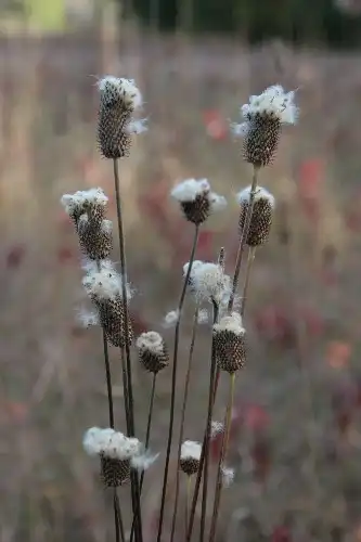 Foto de Anemone virginiana - Anemone virginiana:Seabrooke Leckie