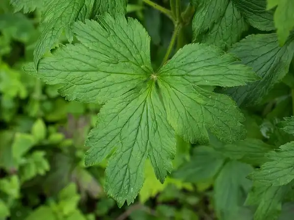 Foto de Anemone virginiana - Anemone virginiana:F. D. Richards