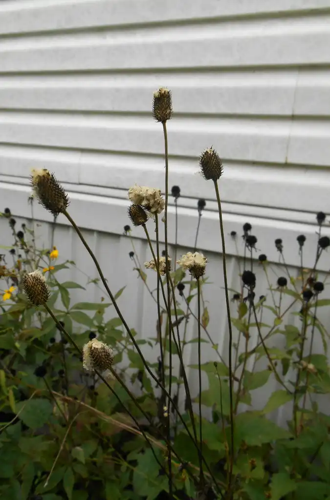 Foto de Anemone virginiana - thimble-like seed head, fall, McDowell County, NC:Eva Munday