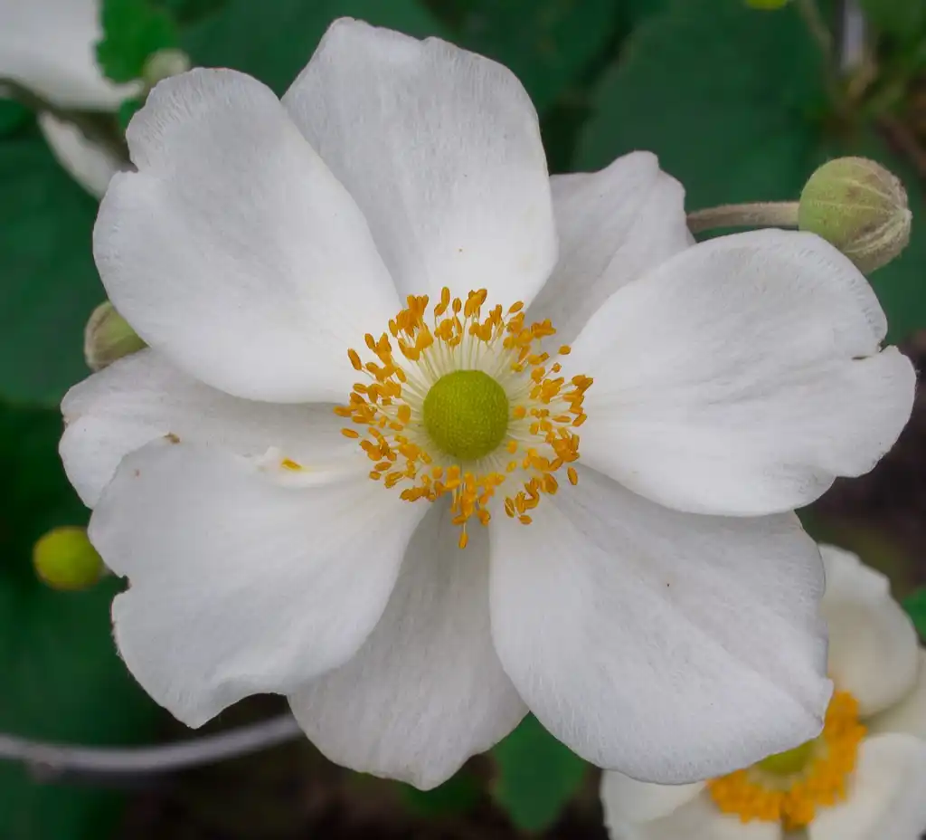 Photo of Anemone x hybrida 'Honorine Jobert' (Anemone x hybrida 'Honorine Jobert's)