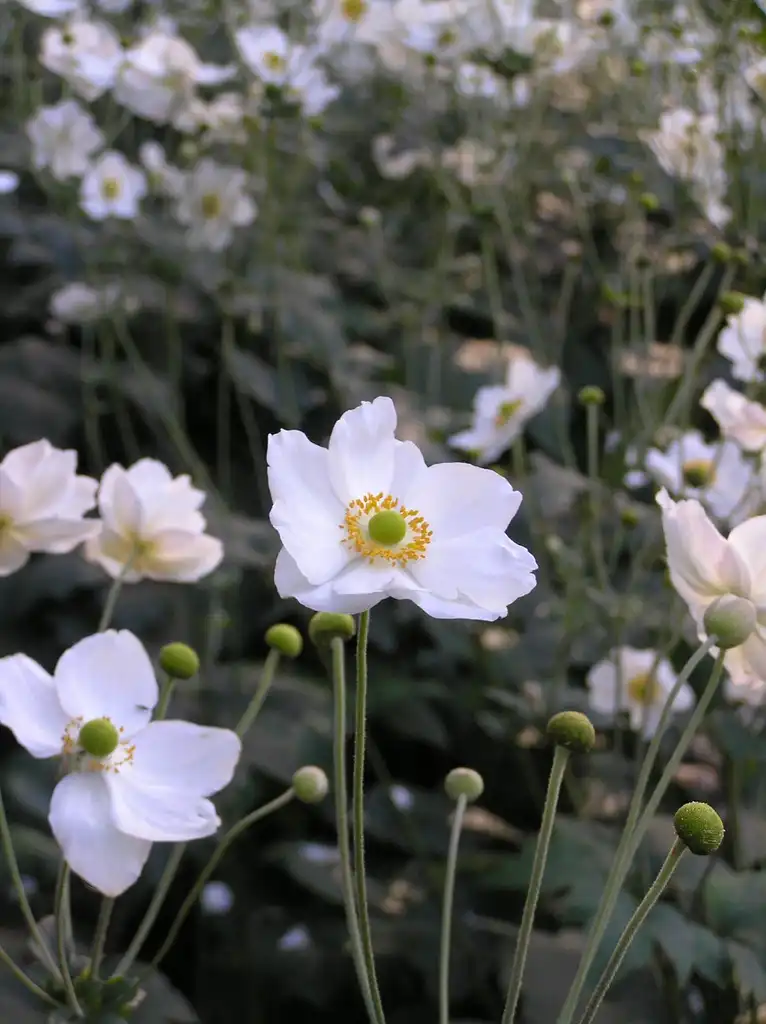 Photo of Anemone x hybrida 'Honorine Jobert' (Anemone x hybrida 'Honorine Jobert's)