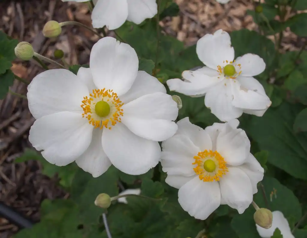 Photo of Anemone x hybrida 'Honorine Jobert' - Flowers:F. D. Richards