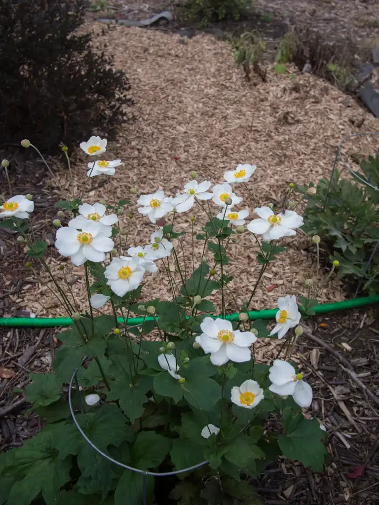 Photo of Anemone x hybrida 'Honorine Jobert' - Form with leaves and flowers:F. D. Richards