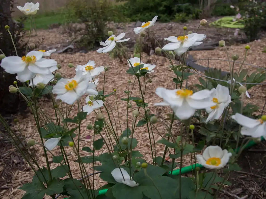 Photo of Anemone x hybrida 'Honorine Jobert' - Flowers, Stem, Buds, and Leaves:F. D. Richards