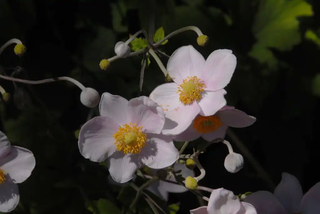 Foto de Anemone x hybrida 'September Charm' (Anemone x hybrida 'September Charm's)