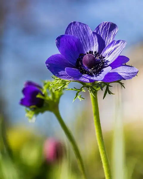 Photo of Anemone (Anemones)
