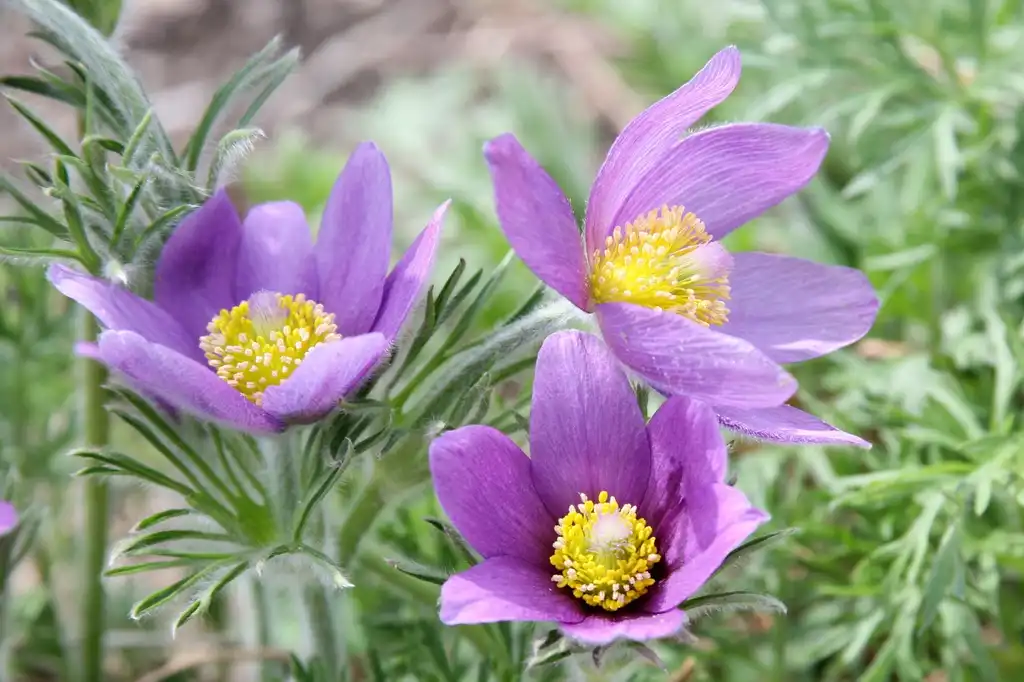 Photo of Anemone (Anemones)