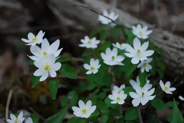 Photo of Anemonella thalictroides (Anemonella thalictroidess)