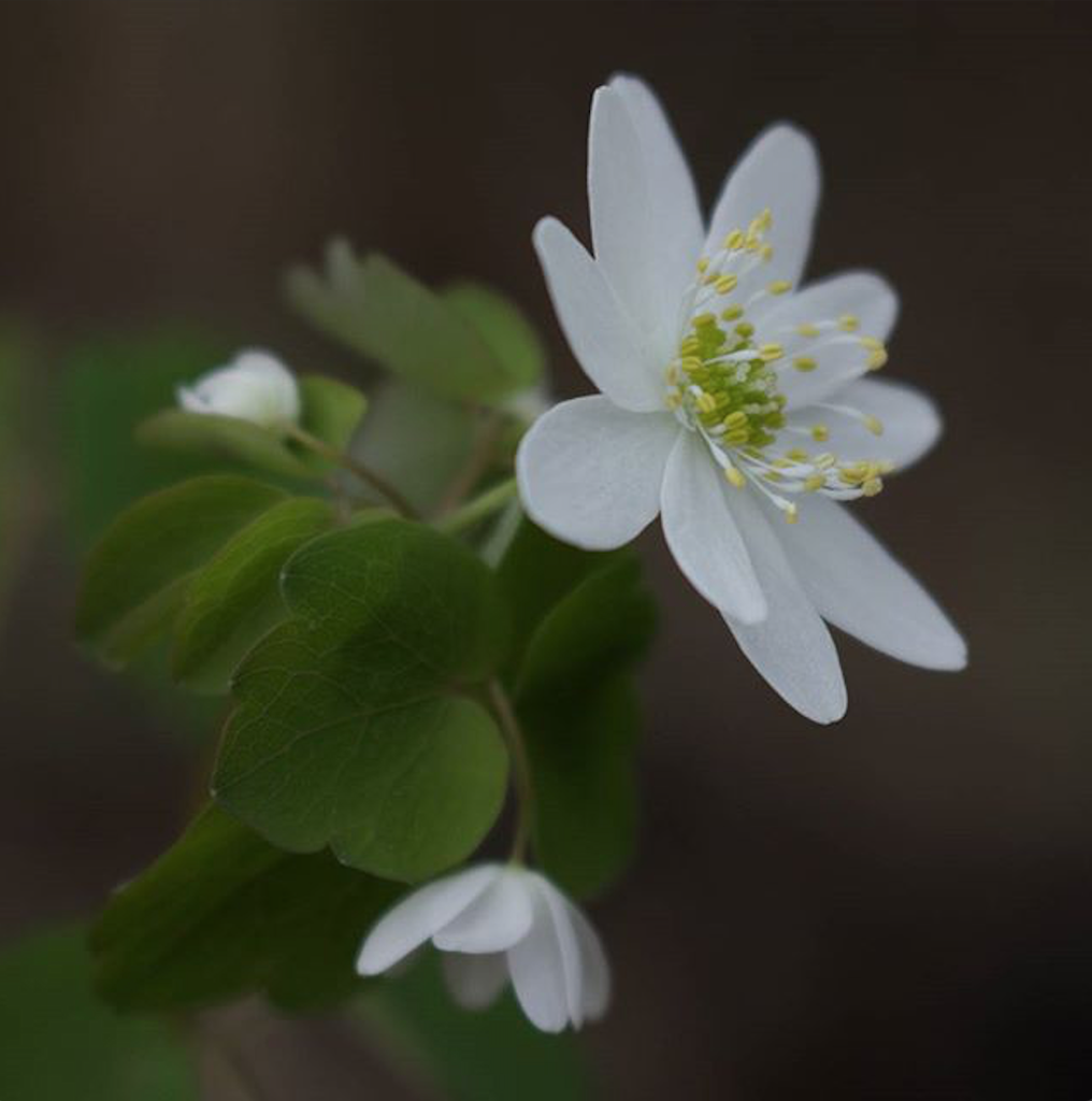 Photo of Anemonella thalictroides (Anemonella thalictroidess)