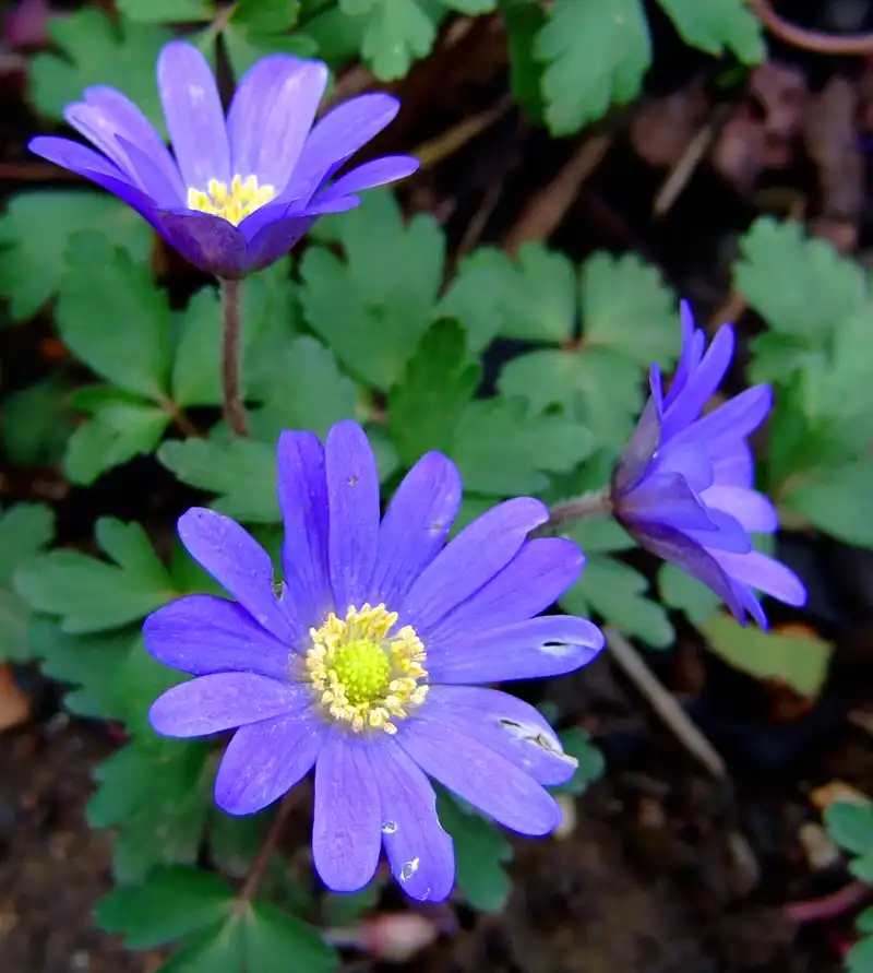 Фото Anemonoides blanda (Anemonoides blandas)