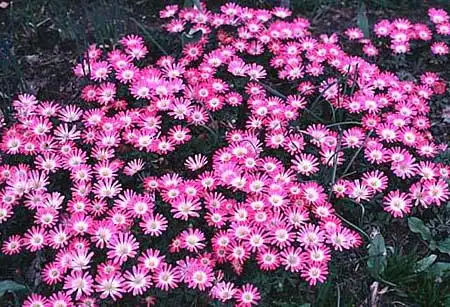Фото Anemonoides blanda (Anemonoides blandas)