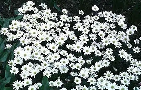 Фото Anemonoides blanda - :