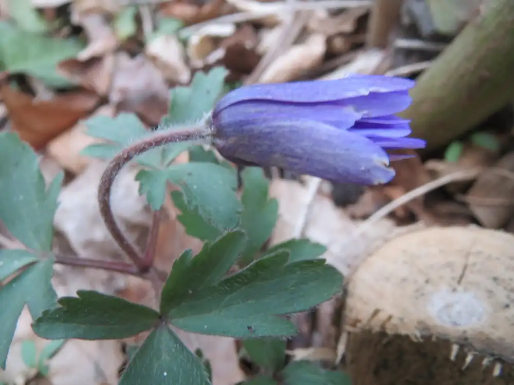 Фото Anemonoides blanda - Buds:anro