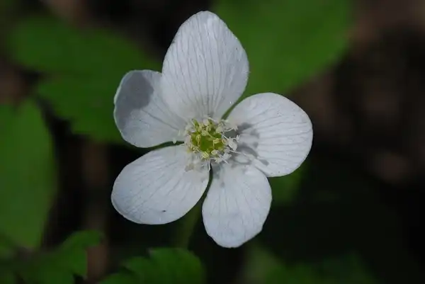 Foto de Anemonoides quinquefolia (Anemonoides quinquefolias)