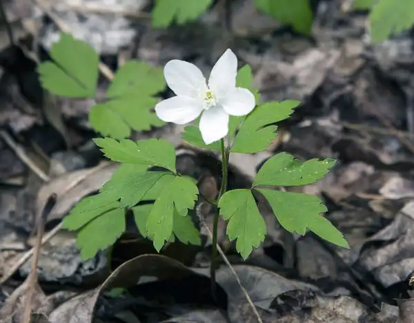 Foto de Anemonoides quinquefolia (Anemonoides quinquefolias)