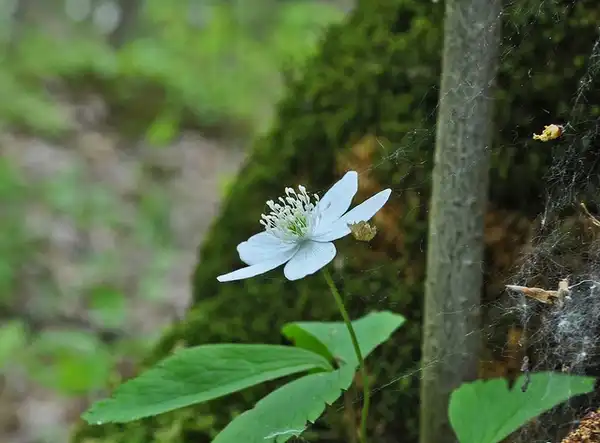 Foto de Anemonoides quinquefolia - Erect flower:Aaron Carlson