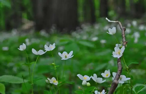 Foto de Anemonoides quinquefolia - Growing as a groundcover:Aaron Carlson