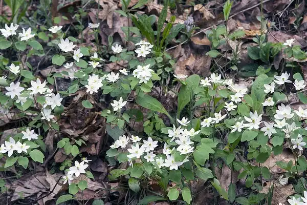 Foto de Anemonoides quinquefolia - In a woodland setting:NC Orchid