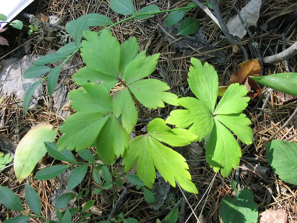 Foto de Anemonoides quinquefolia - Compound leaf:Superior National Forest