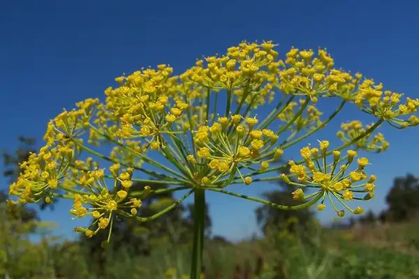Photo of Anethum graveolens (Anethum graveolenss)