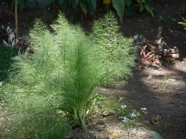Photo of Anethum graveolens (Anethum graveolenss)