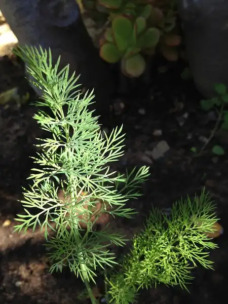Photo of Anethum graveolens - Leaf:305 Seahill