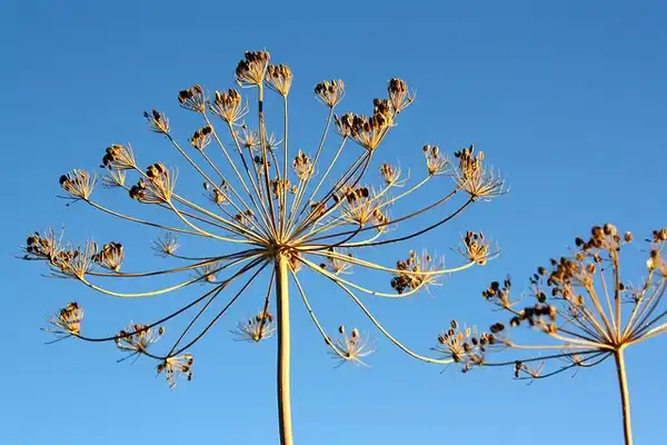 Photo of Anethum graveolens - Seedheads:Andrea Parrish-Geyer