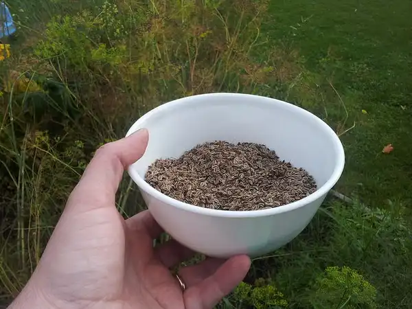 Photo of Anethum graveolens - Seeds:Michael Hiemstra