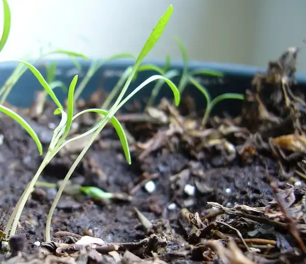 Photo of Anethum graveolens - Seedlings:Julia Manzerova