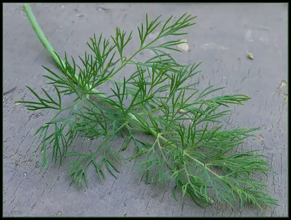 Photo of Anethum graveolens - Leaf:Eran Finkle