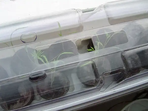Photo of Anethum graveolens - Seedlings:Sakura
