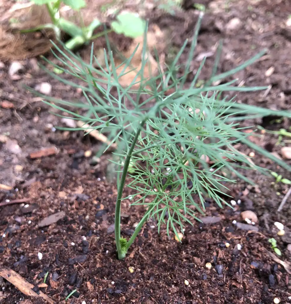 Photo of Anethum graveolens - young plant, Wake County, NC:Cathy Dewitt