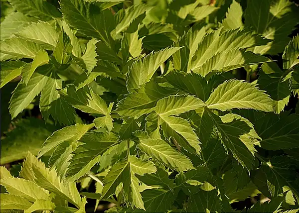 Photo of Angelica archangelica (Angelica archangelicas)