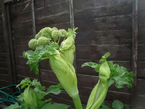 Photo of Angelica archangelica (Angelica archangelicas)