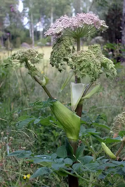 Photo of Angelica archangelica - Angelica Archangelica:Vilseskogen