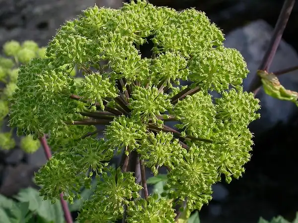 Photo of Angelica archangelica - Angelica Archangelica:Tim Waters