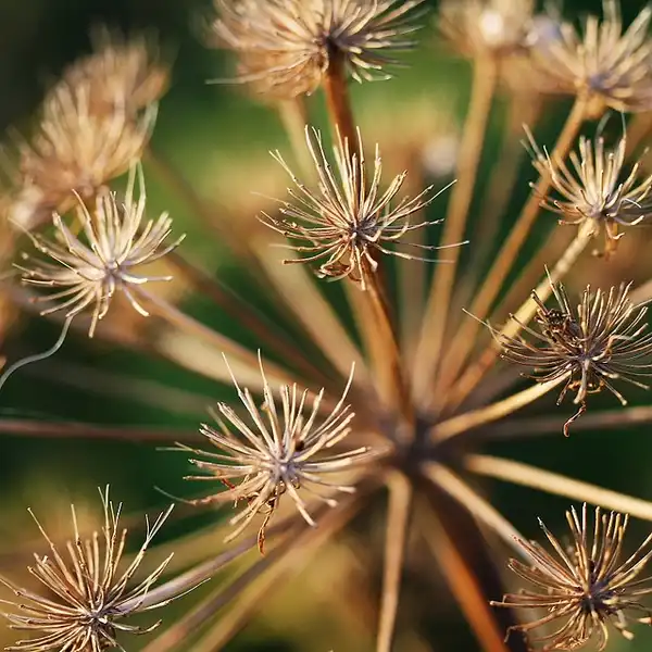 Photo of Angelica archangelica - Angelica Archangelica:Onzth
