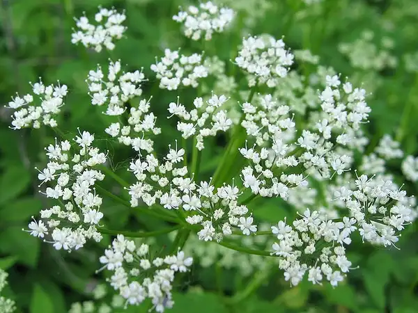 Photo of Angelica triquinata (Angelica triquinatas)