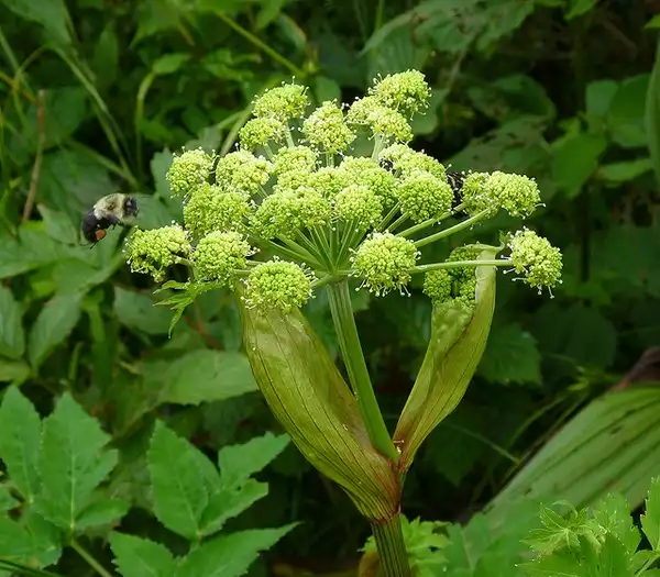 Photo of Angelica triquinata (Angelica triquinatas)