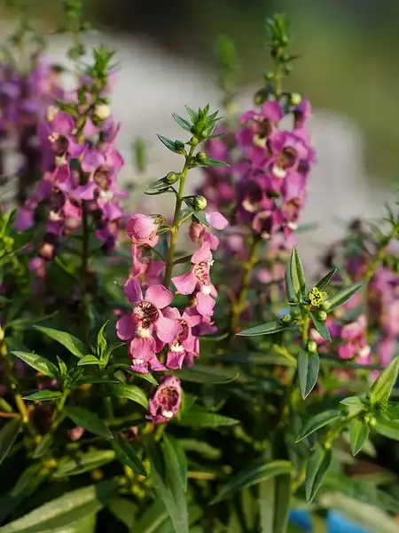 Photo of Angelonia angustifolia (Angelonia angustifolias)