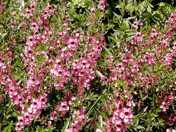 Photo of Angelonia angustifolia (Angelonia angustifolias)