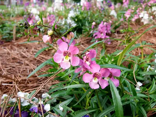 Photo of Angelonia angustifolia - :Shihmel-Barger